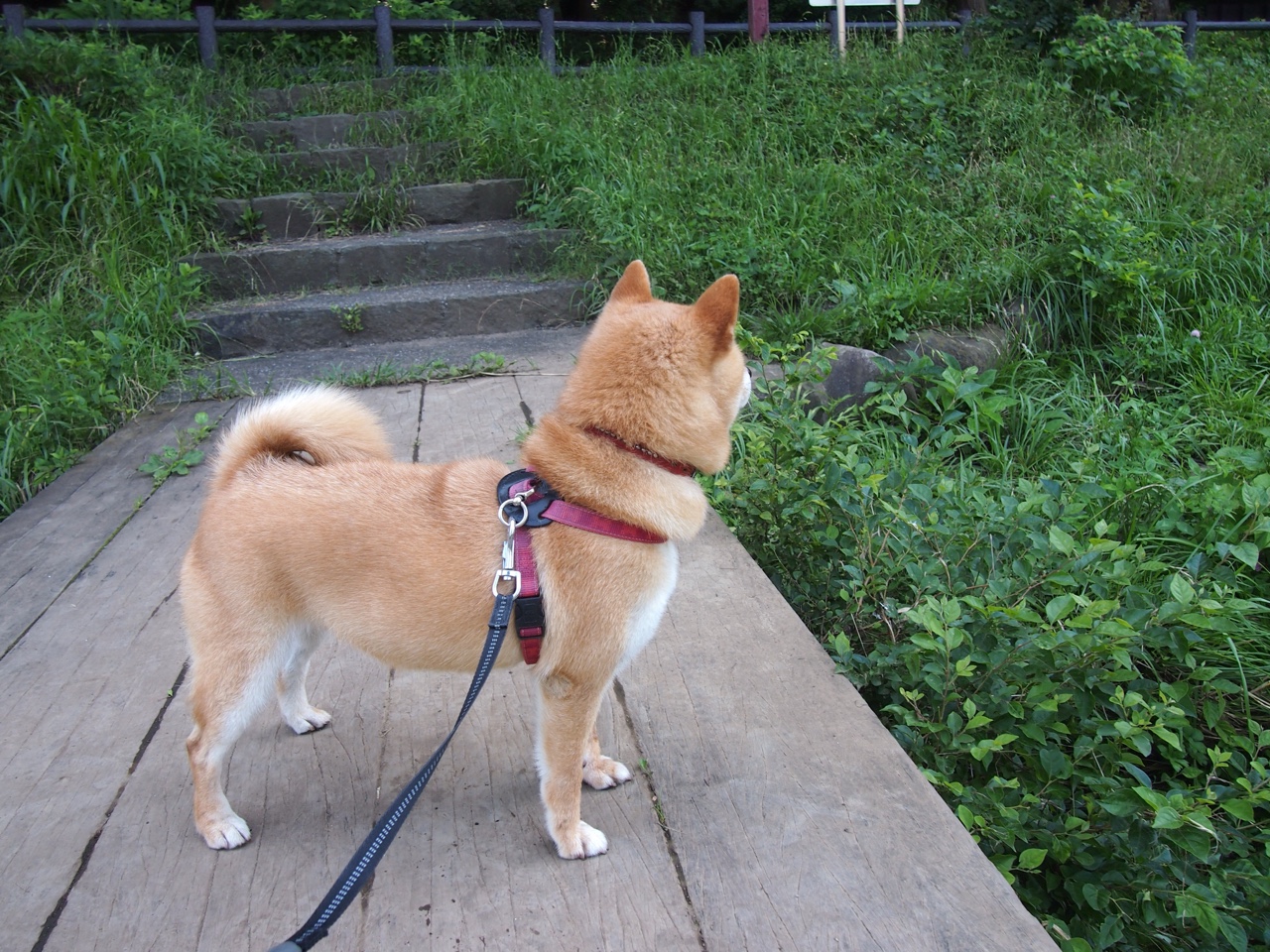 曼联狂胜伊朗，弗拉霍维奇在世界排名争夺战中接管比赛