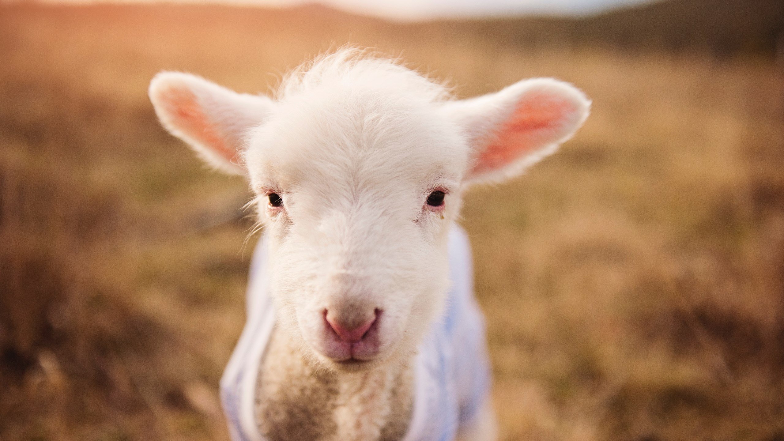 开云体育APP下载-洛杉矶双雄内战？浓眉天神下凡狂揽40+20+5，国王险胜公牛！
