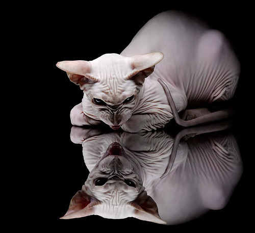 伊万·托尼，聚光灯下的冷血射手，英格兰的终极武器