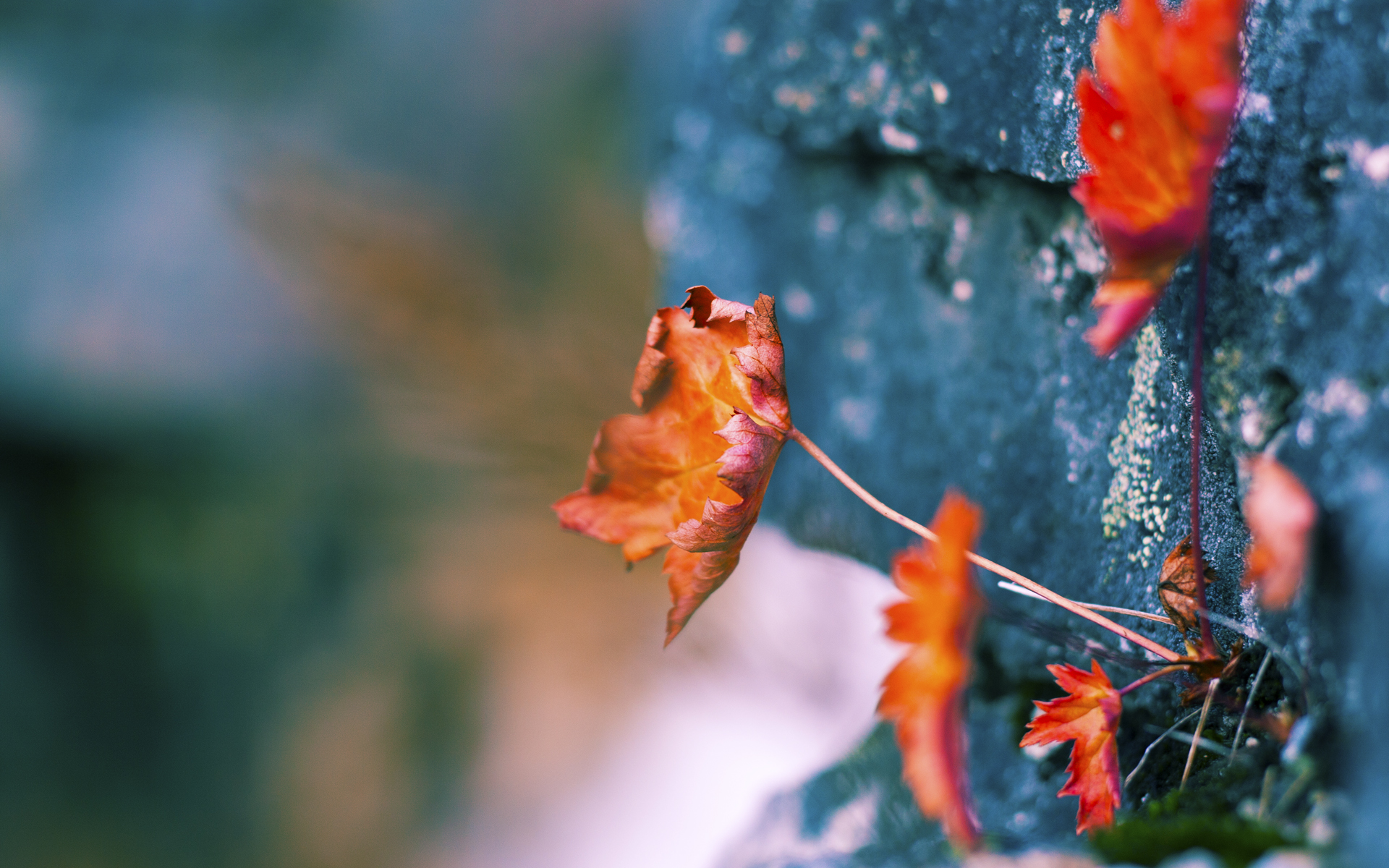 开云体育在线-跨界风云，贝蒂斯足球大捷，皮克NBA总决赛称王