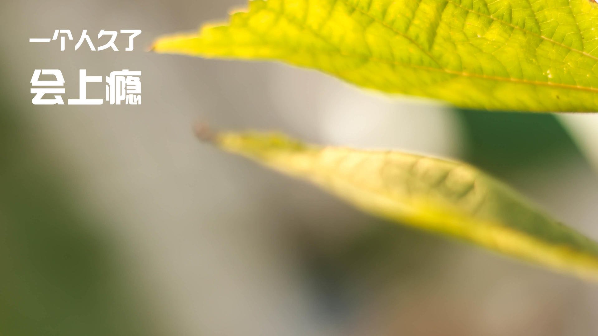 上海队硬仗取胜雷霆，马克西高光表现引领胜利浪潮