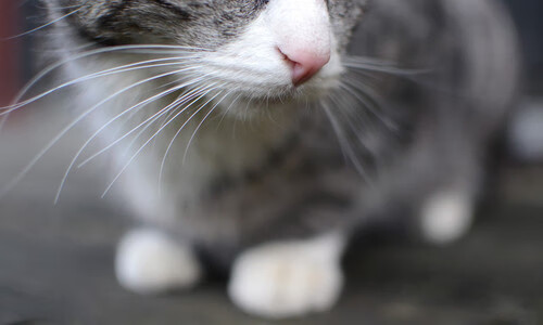 开云体育-沉默中爆发的利刃，特奥以一己之力改写西决命运