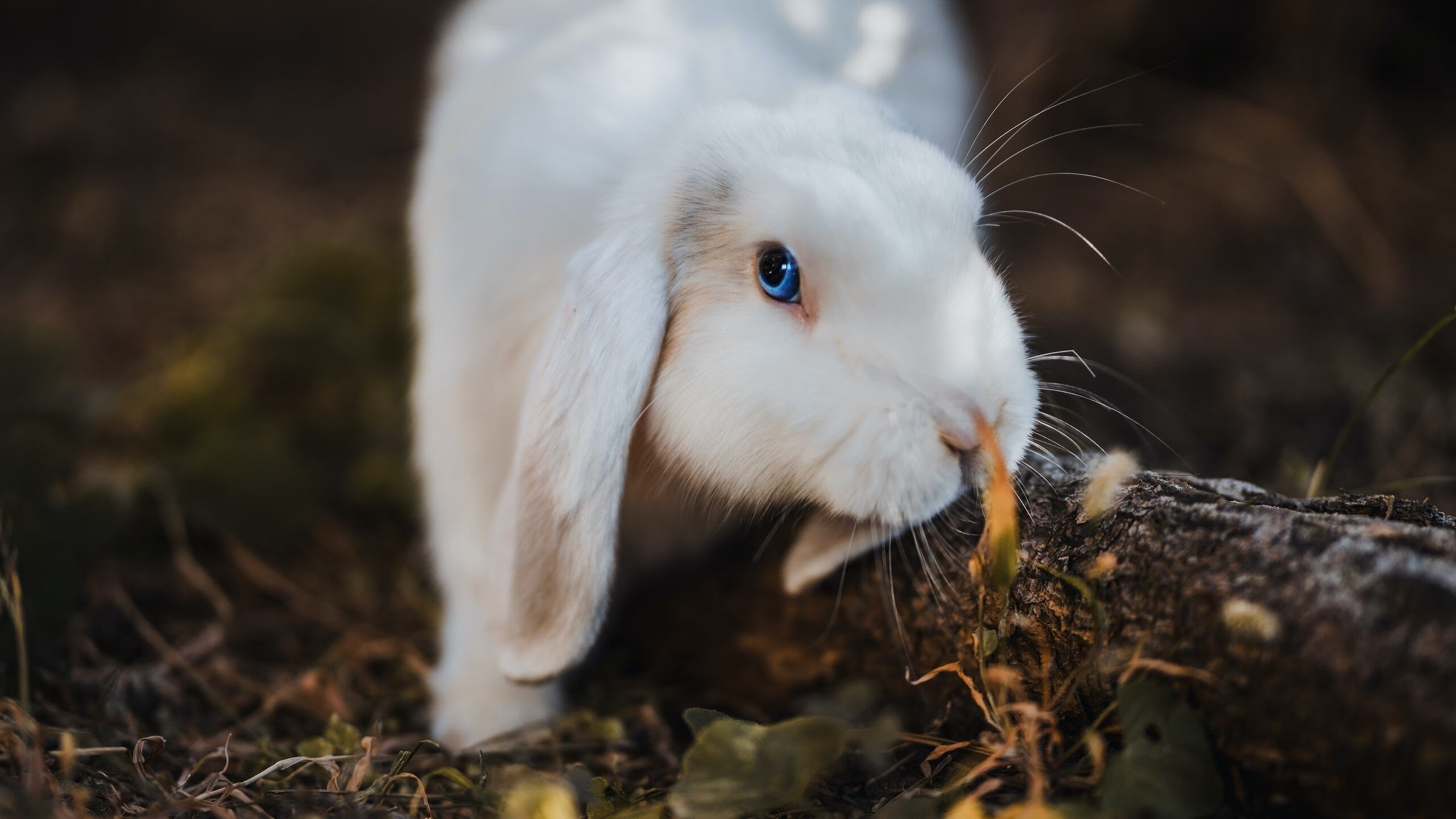 跨界统治，篮网速胜骑士，恩比德F1式接管比赛惊艳揭幕战