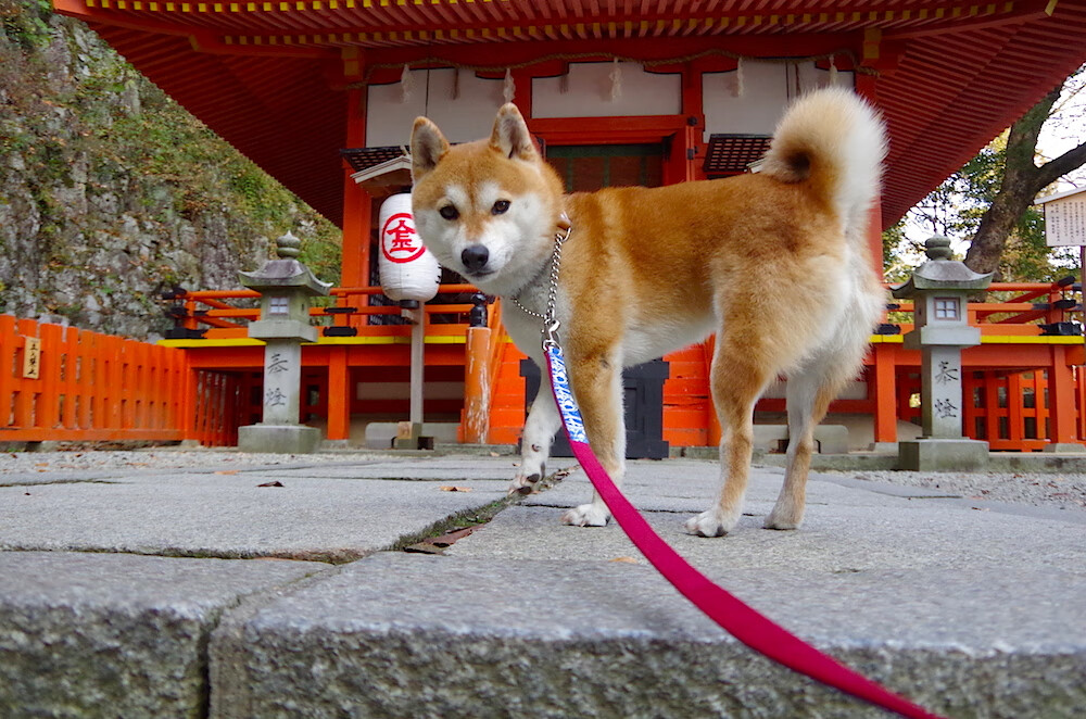 开云官网-双线辉煌，广东队踏平深圳队展团队威力，米切尔欧冠淘汰赛接管比赛显领袖本色