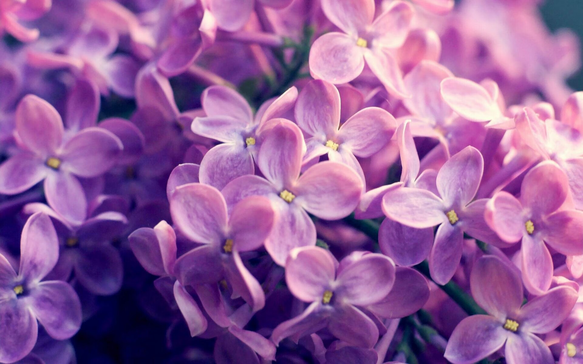 鹈鹕单节风暴!班凯罗替补席杀出改变战局