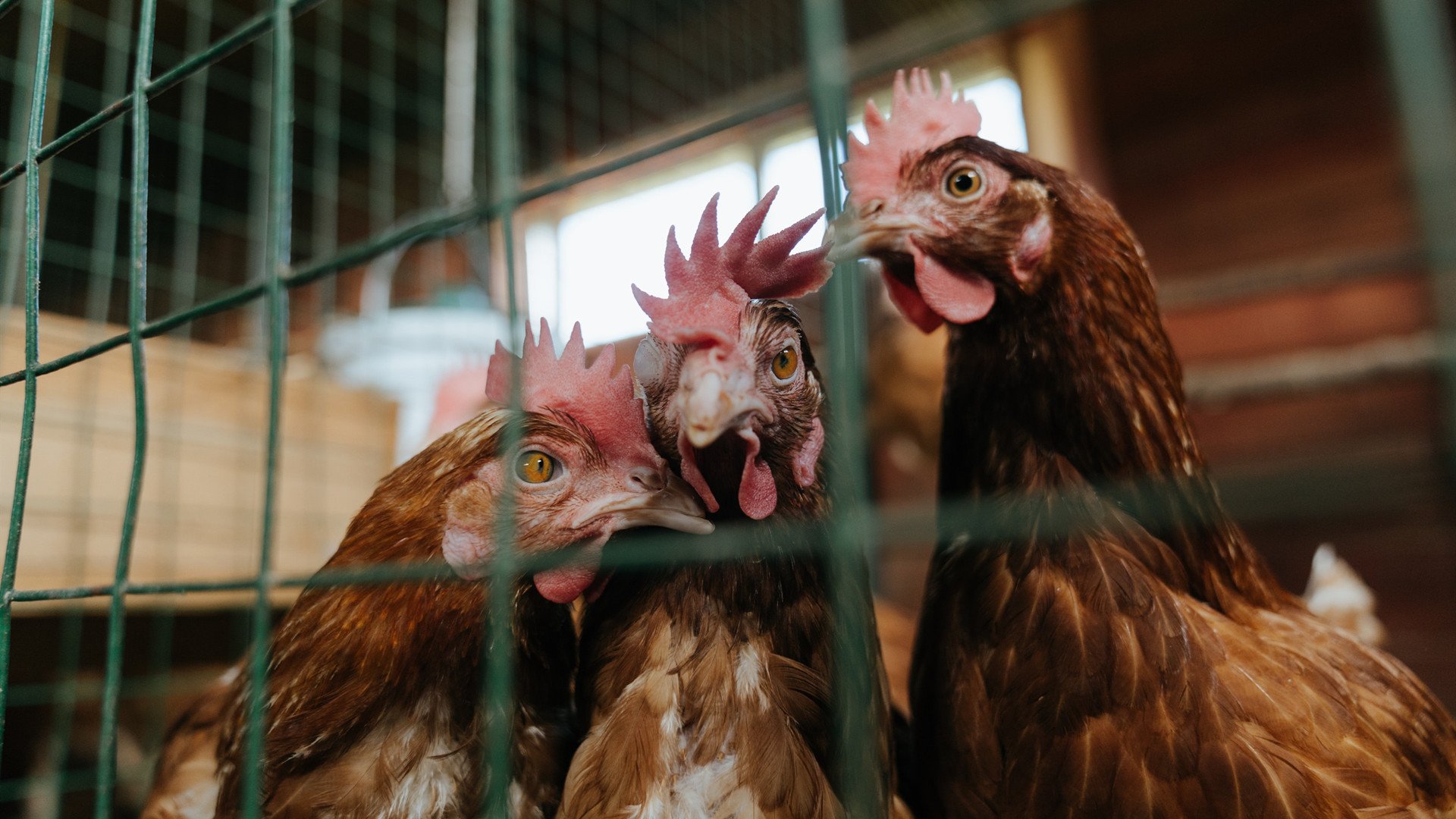 淬火铸钢,热火东决横扫76人,团队篮球的终极胜利