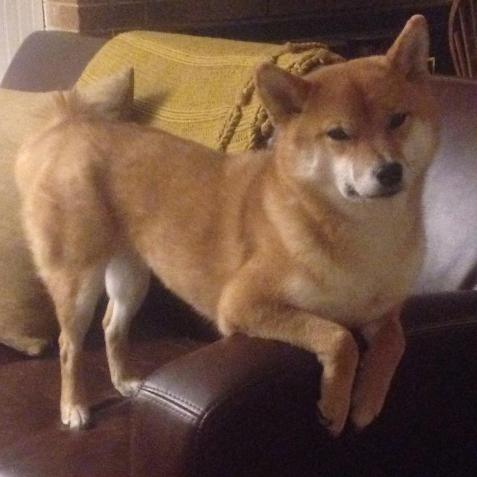 库里西决生死战，一个人的战争，一座城的救赎