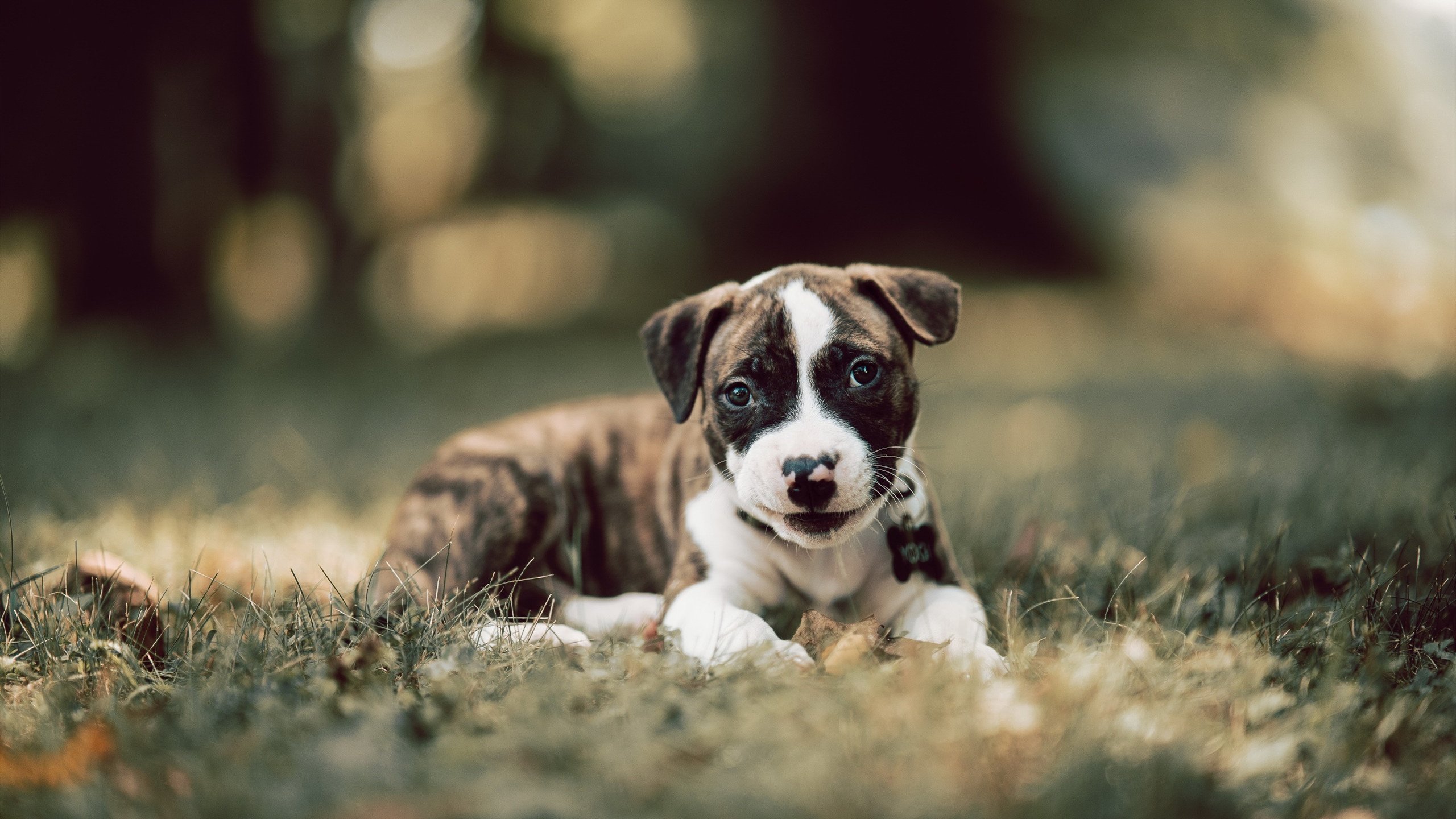 德里赫特定律，当比利时遇上乌克兰，舞台越大他越强的终极验证