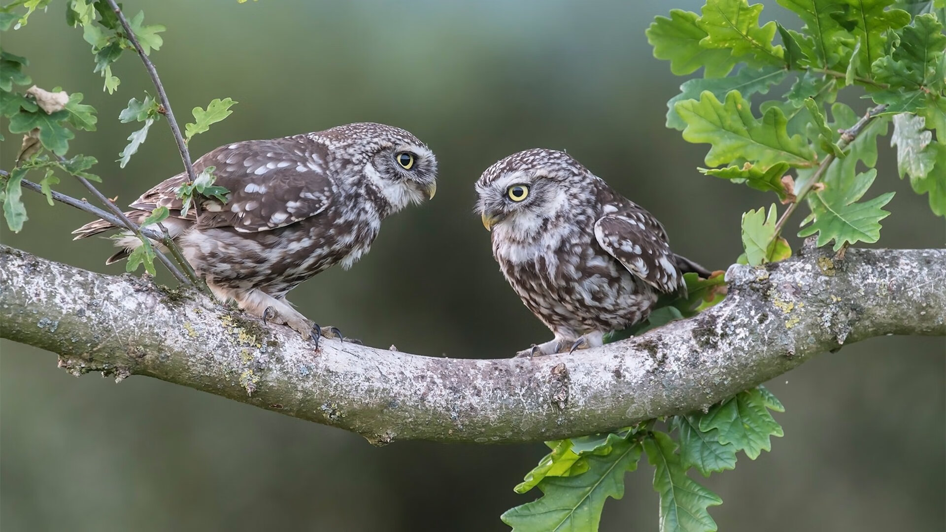 罗德里戈存在感拉满,玻利维亚斩落乌克兰—国际足球赛日双线狂飙