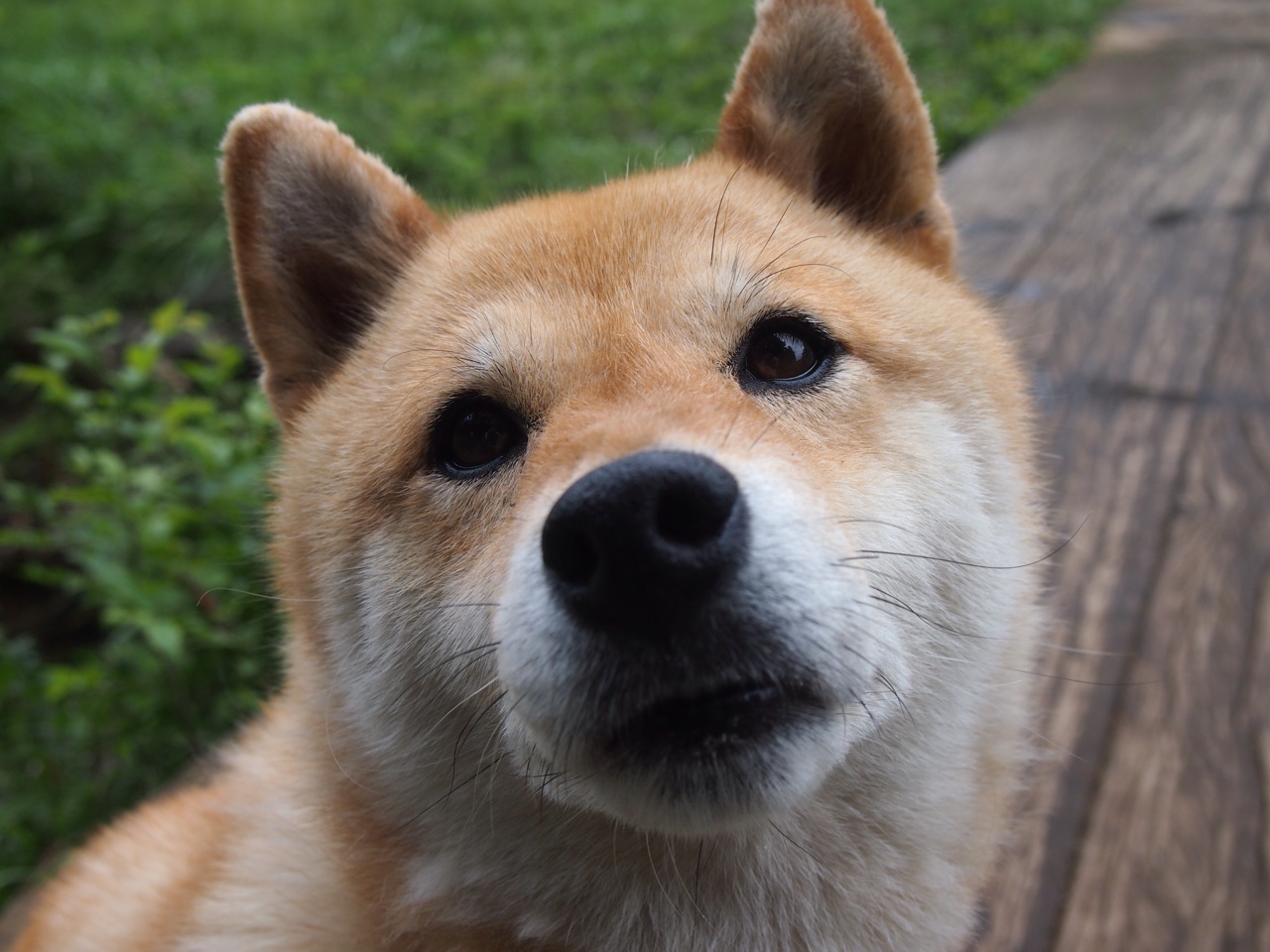 深圳队提前终结悬念，当中国勇士遇上哈利伯顿式防守的启示