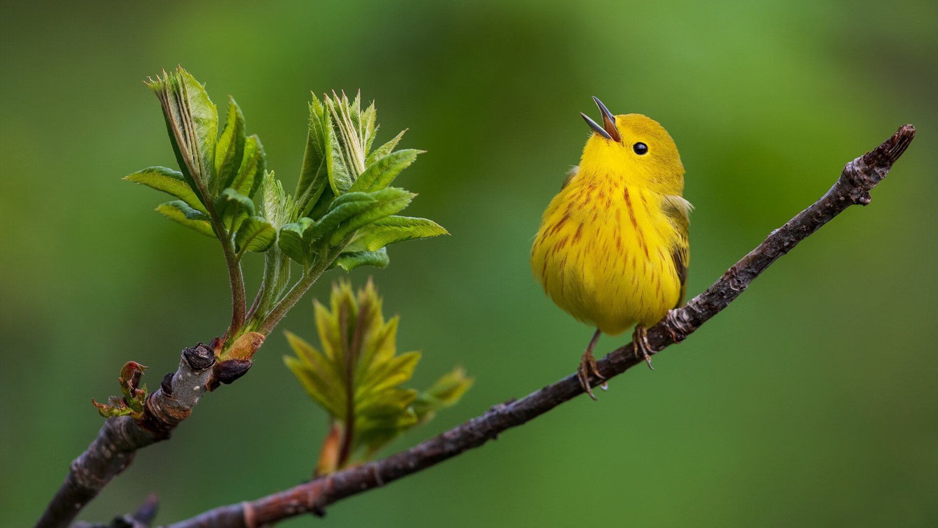 沉默的斗牛士，奥利维耶用最后七分钟，击碎一个国家的篮球骄傲