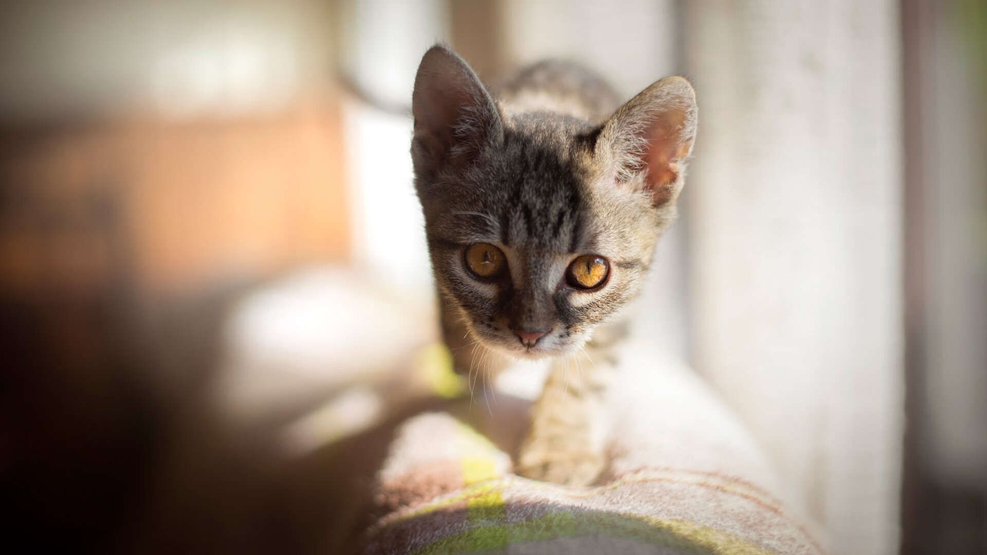 王座下的逆袭,当米切尔戴上关键先生的冠冕