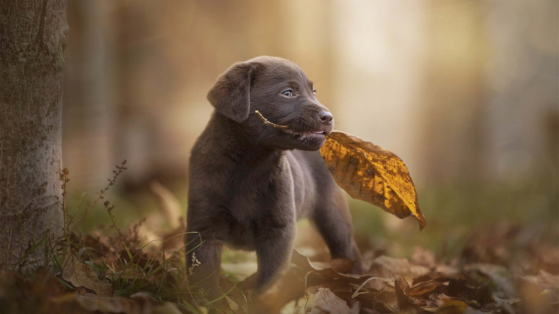 开云体育下载-格纳布里骤停时刻，当新西兰以蛮力绞碎国际米兰的优雅之梦