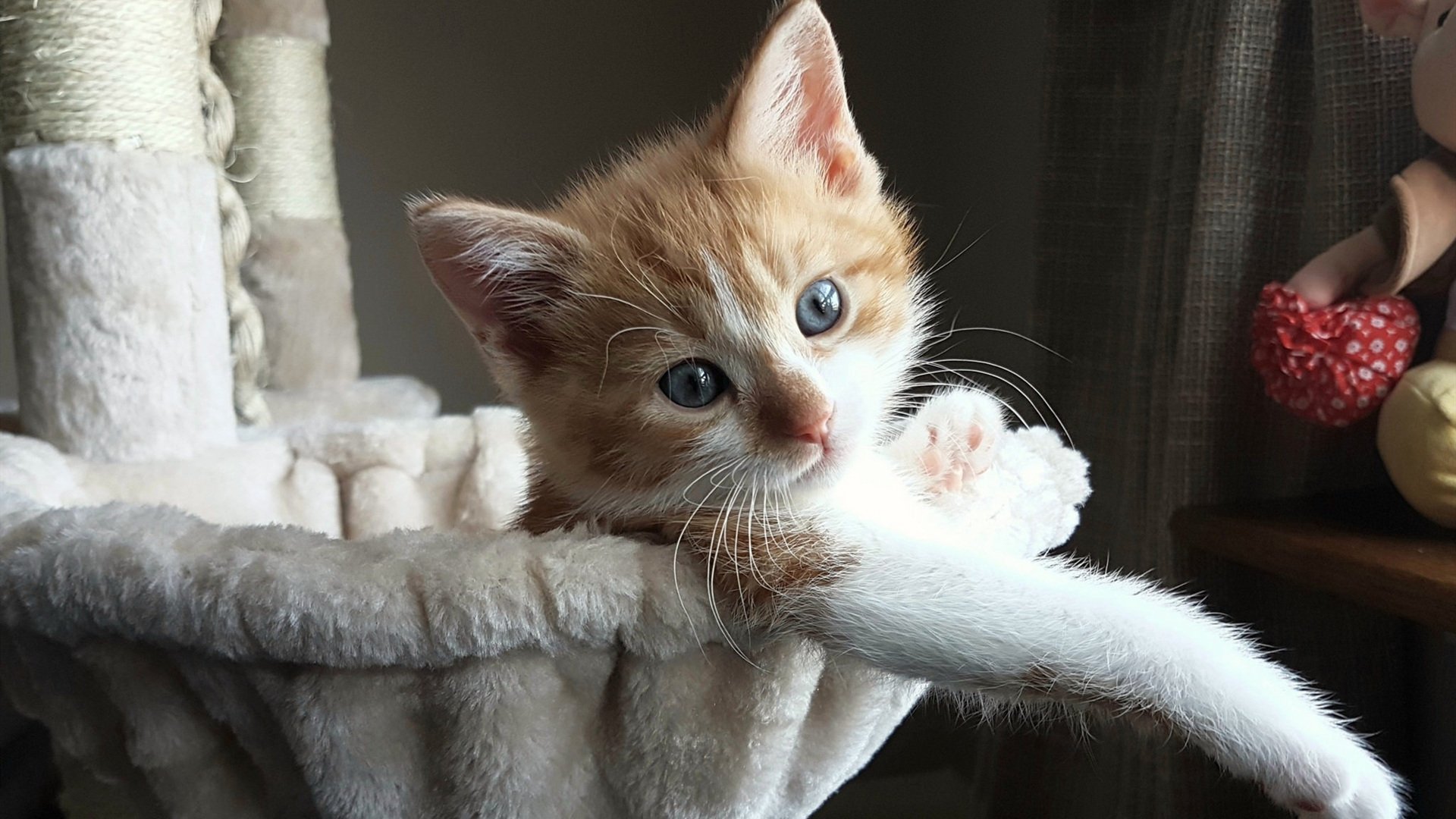 克瓦拉茨赫利亚，欧冠之夜，一道撕裂星空的格鲁吉亚闪电