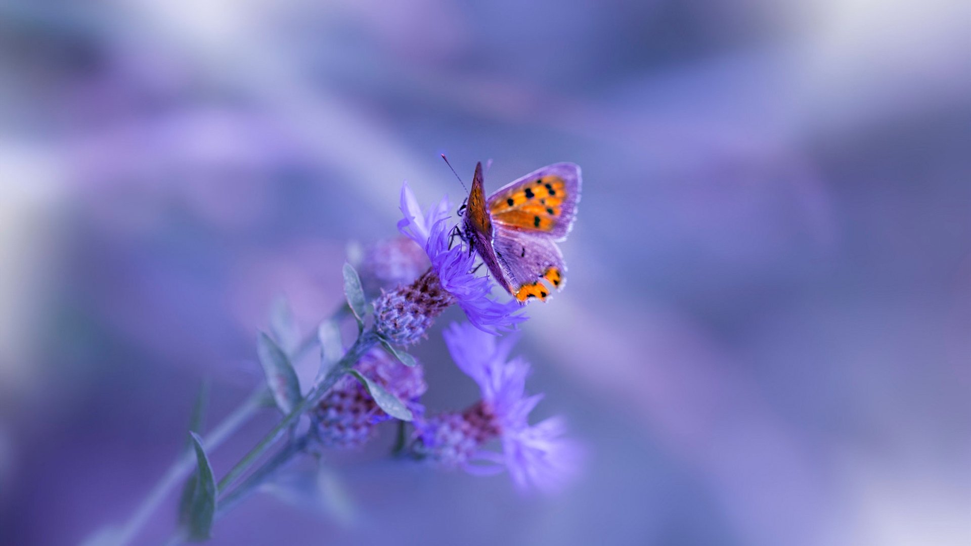 开拓者斩落马刺,哈登焦点战正名,NBA赛场上的双星闪耀