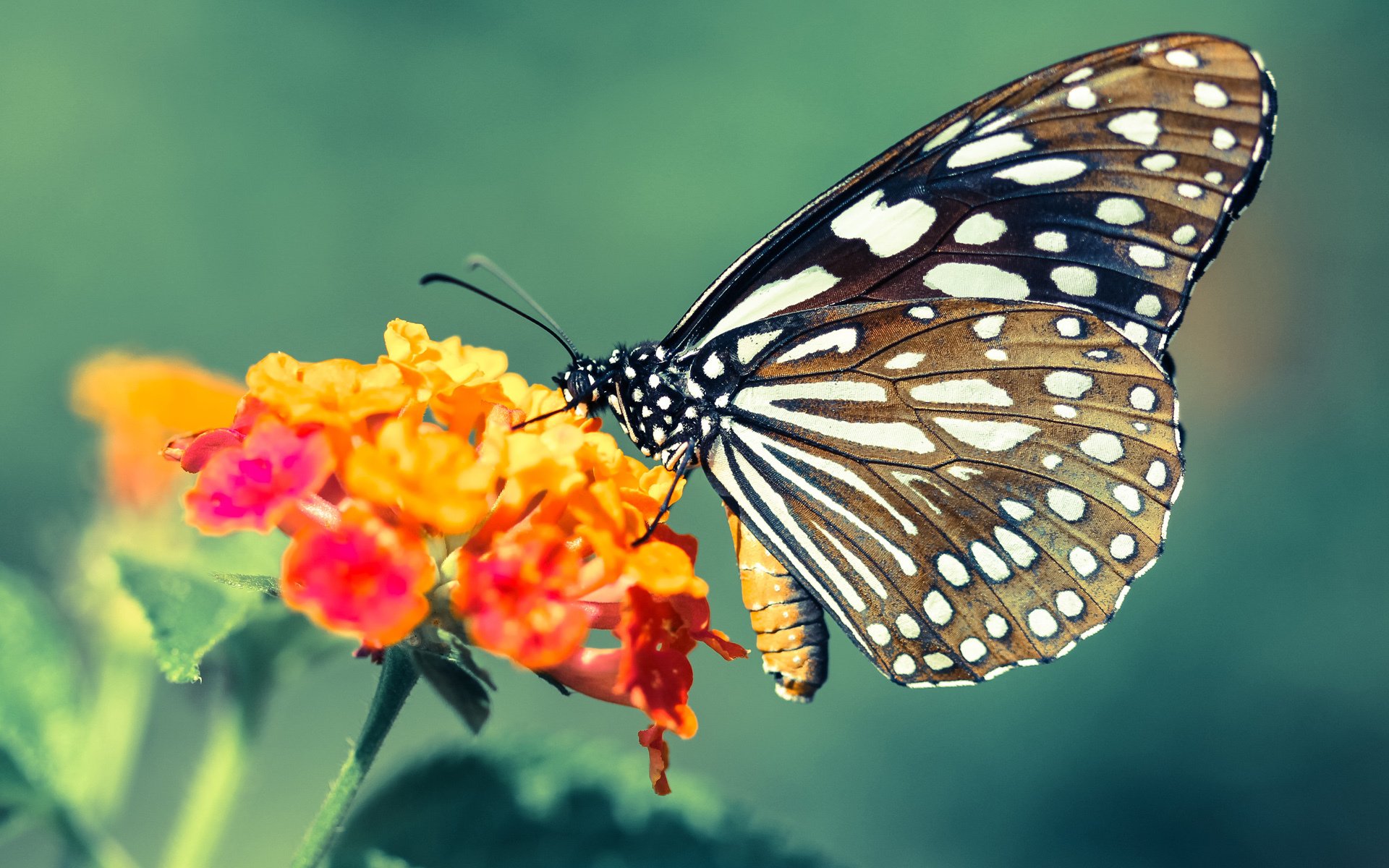 上海队爆冷击溃骑士，欧文独砍38分彰显巨星价值
