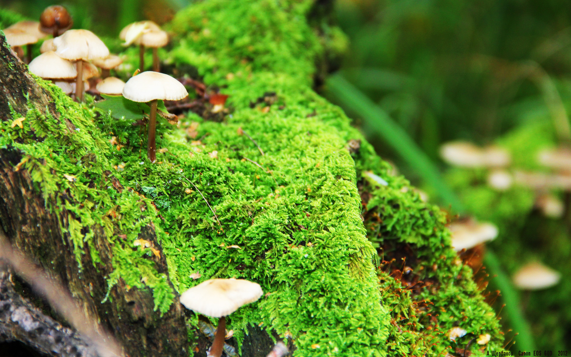 开云体育登录-莫兰特风暴席卷凤凰城，当未来超巨撕碎季后赛格局