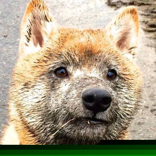 开云平台-冰封绝境与少年王，班凯罗生死夜率队闯出西决深渊