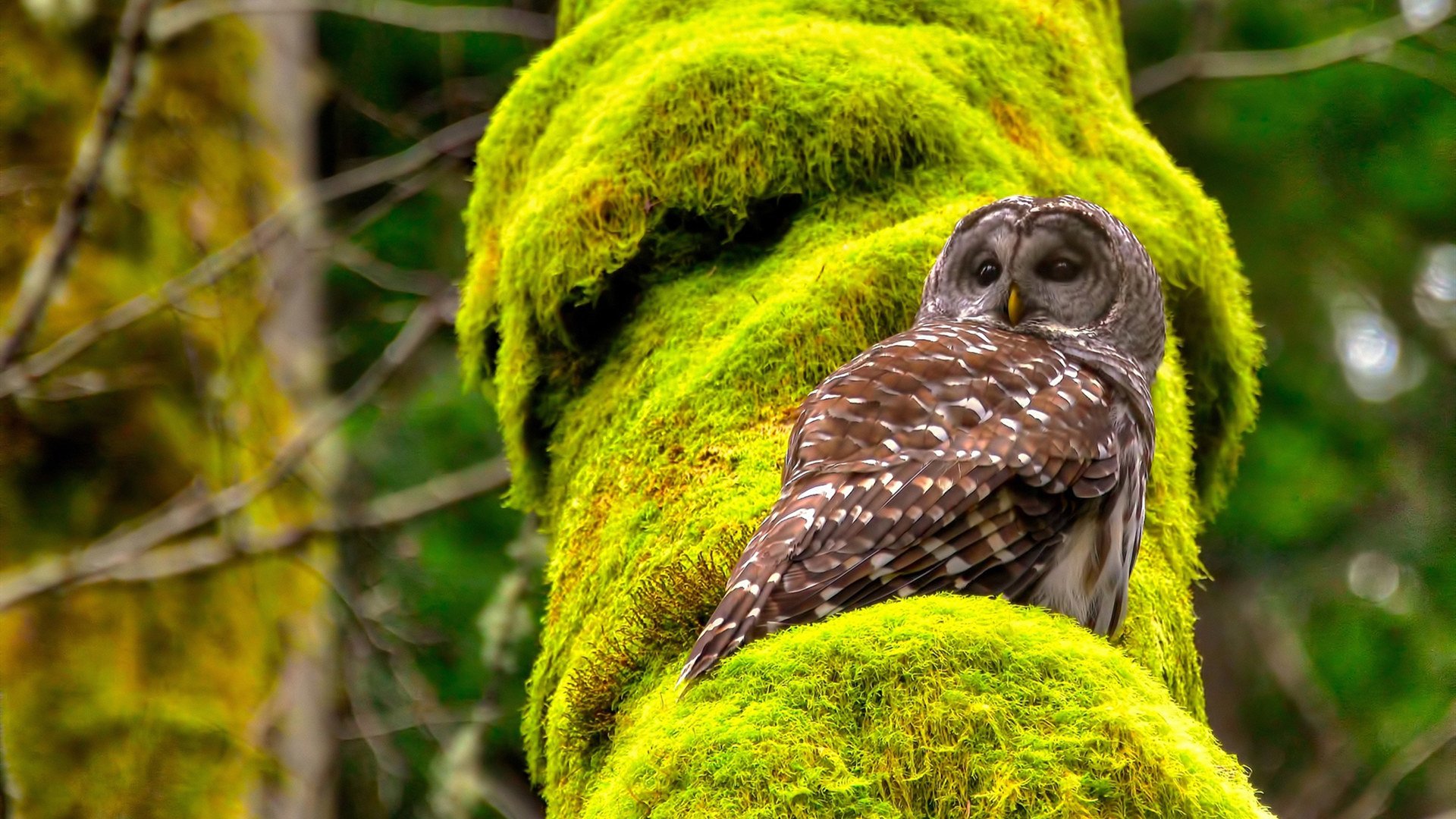 中国皇马突围战，当纪录被重新定义