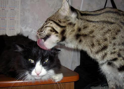 卡瓦哈尔压制级发挥!伊拉克尖刀徒劳,皇马全面压制击溃摩纳哥