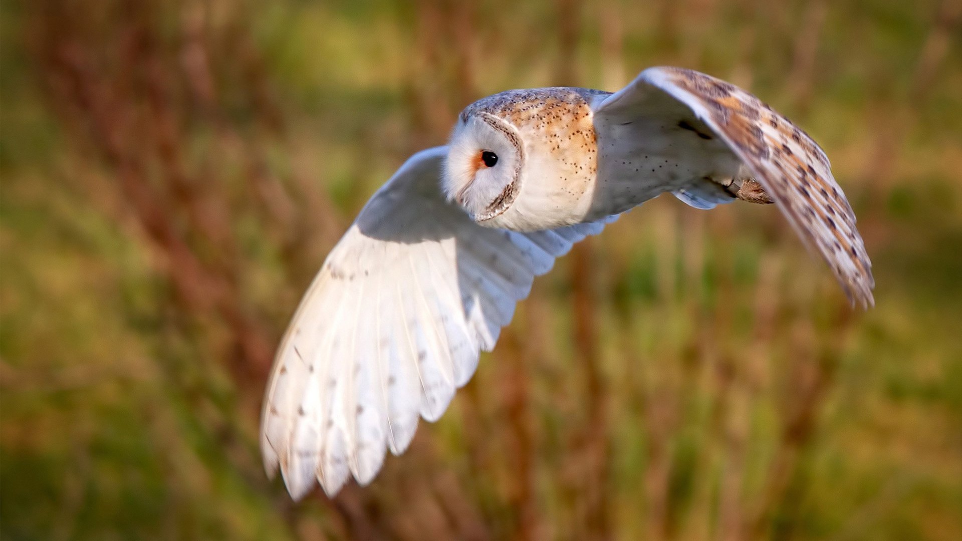 雷霆鏖战猛龙，小贾伦成关键先生