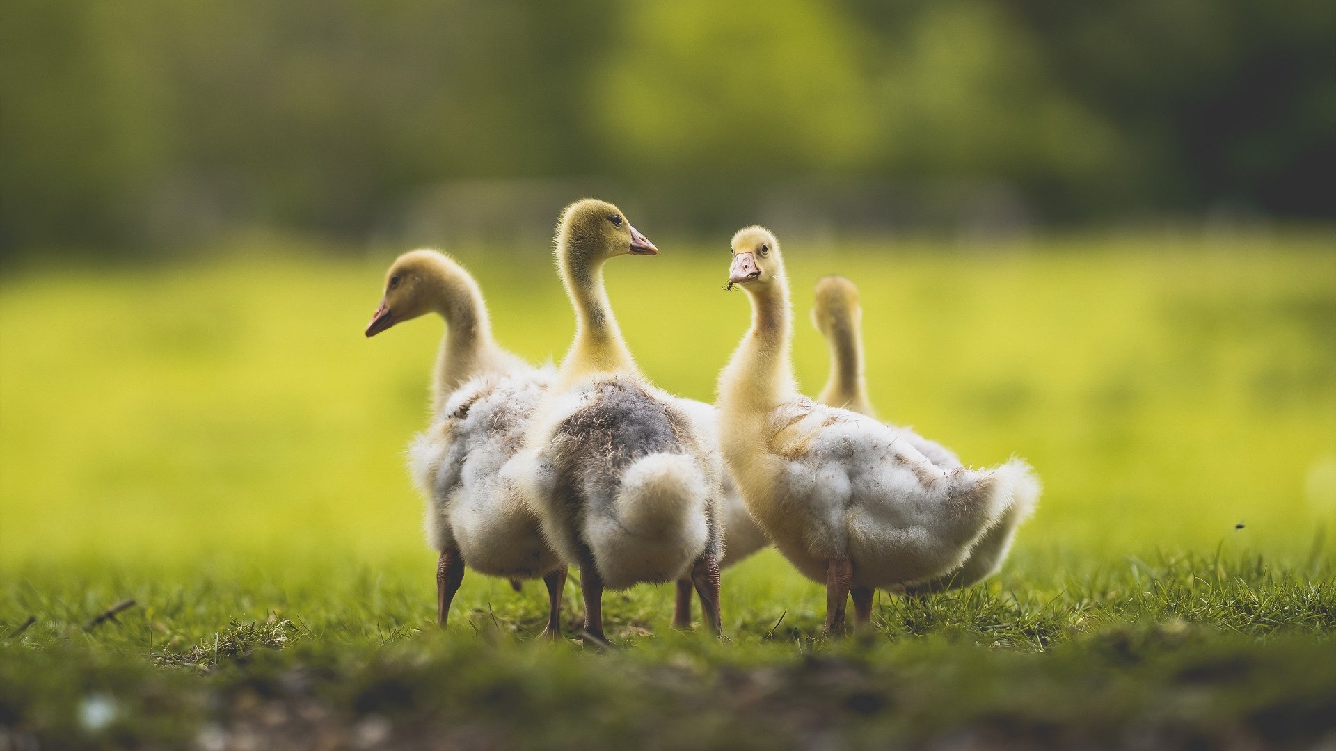 加克波独造三球闪耀友谊赛，威尔士爆冷击败皇马引轰动