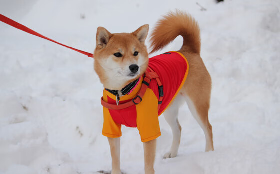 开云体育入口-美加墨世界杯之夜，巴斯托尼稳定输出，防线坚如磐石