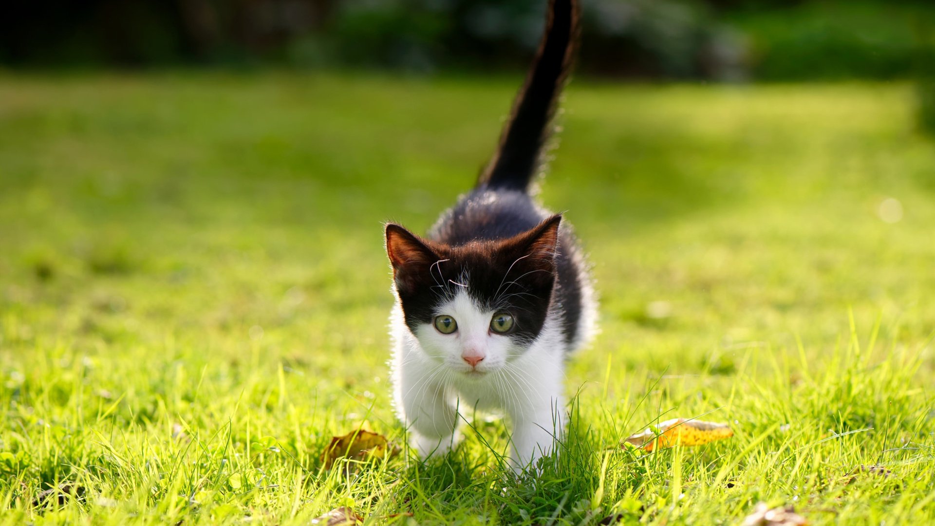 体系击垮巨星，法国球队如何用整体战术将曼联的明星足球拆解得支离破碎？