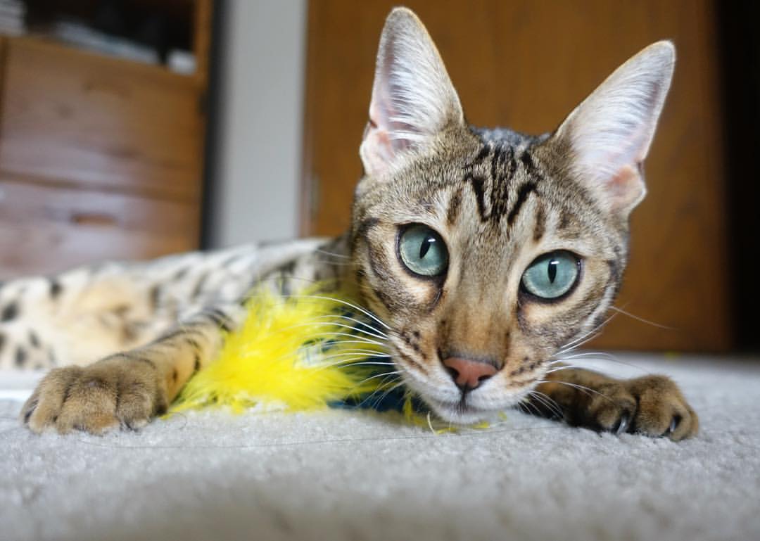 决胜局之王！广东队带走胜利，詹姆斯关键先生定乾坤